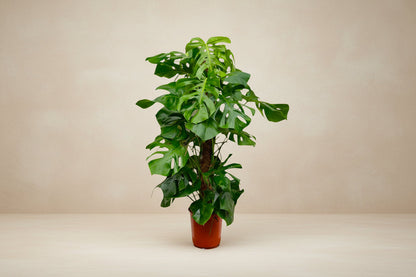 Monstera deliciosa (gatenplant) 140 cm hoog, pot ø27 cm