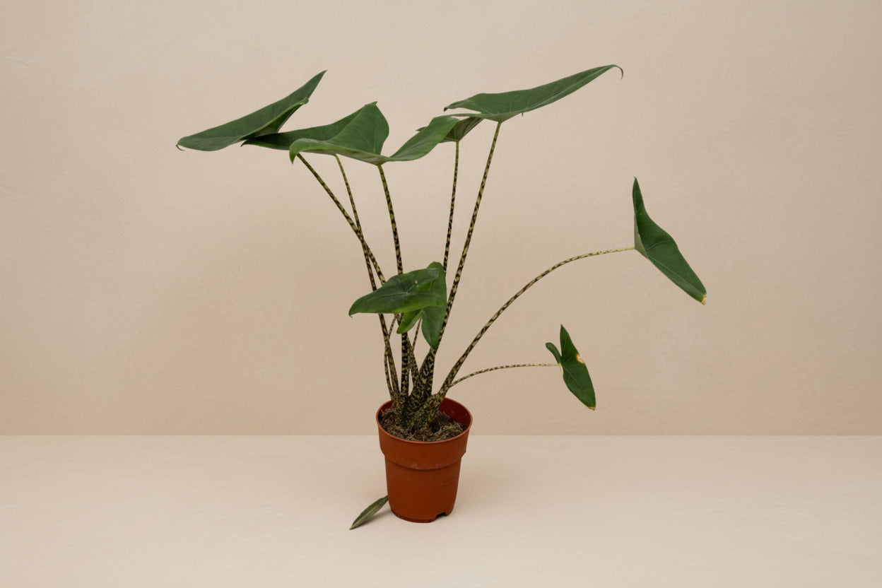 Alocasia Zebrina