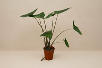 Alocasia Zebrina