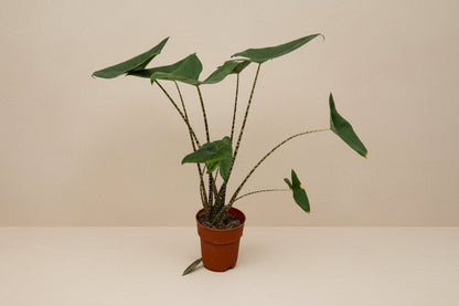 Alocasia Zebrina