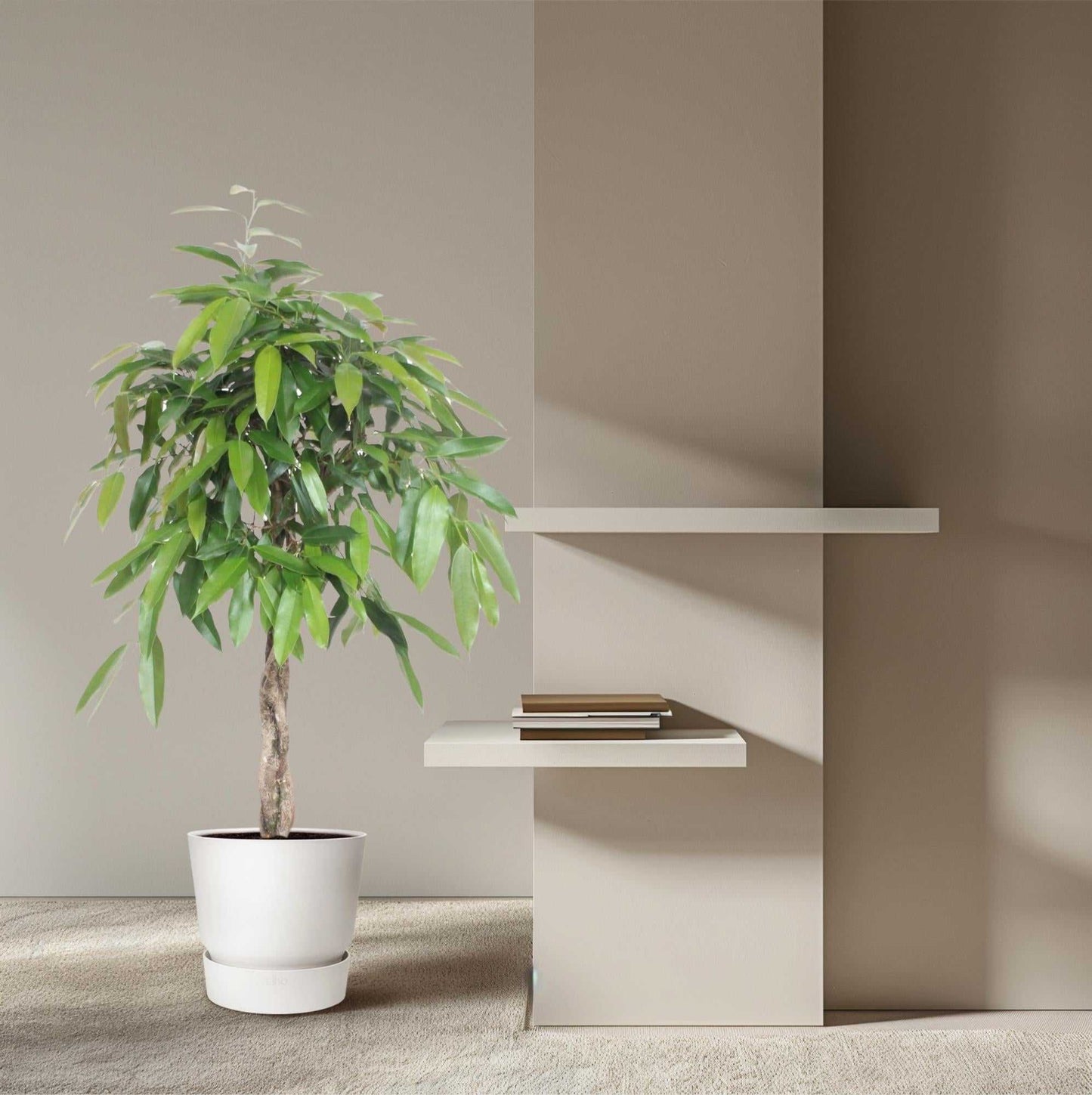 Ficus Amstel King 140cm - ø30