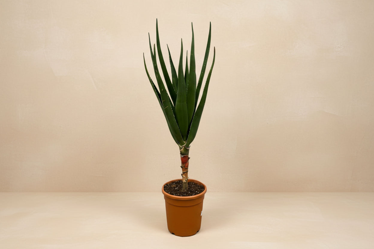 Aloe barberae (boomaloë) 180 cm hoog, pot ø30 cm