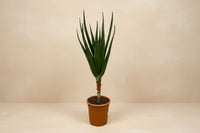 Aloe barberae (boomaloë) 180 cm hoog, pot ø30 cm