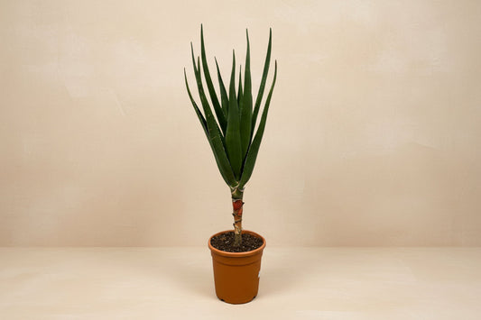 Een groene, stijve Aloe vera plant in een terracotta pot, met een robuuste stam en lange, puntige bladeren. Ideaal voor binnenruimtes en als decoratieve tuinplant.