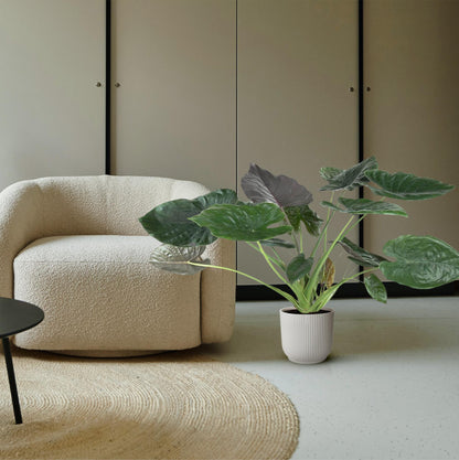 Alocasia wentii 120 cm hoog, pot ø32 cm