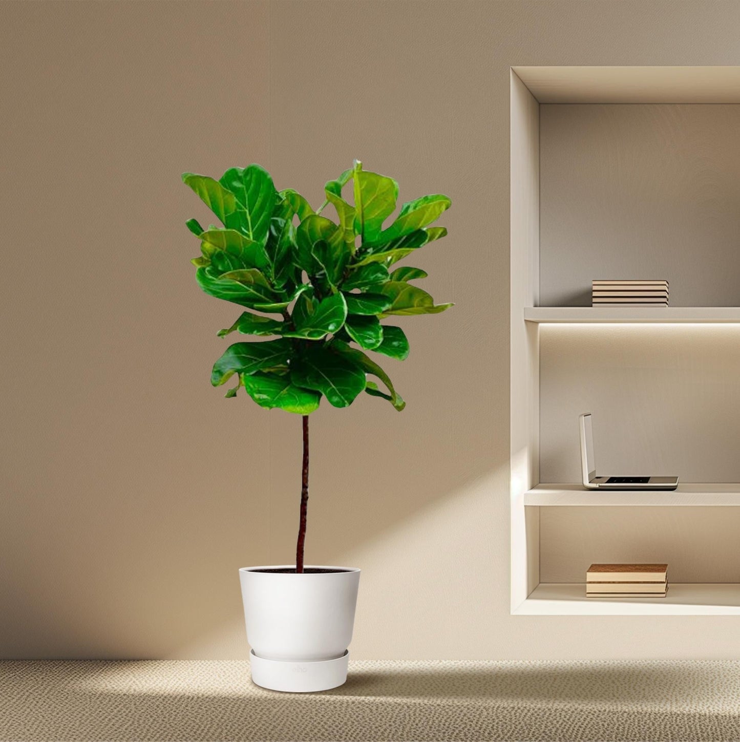 Ficus lyrata (vioolblad ficus) stam 130 cm hoog, pot ø24 cm