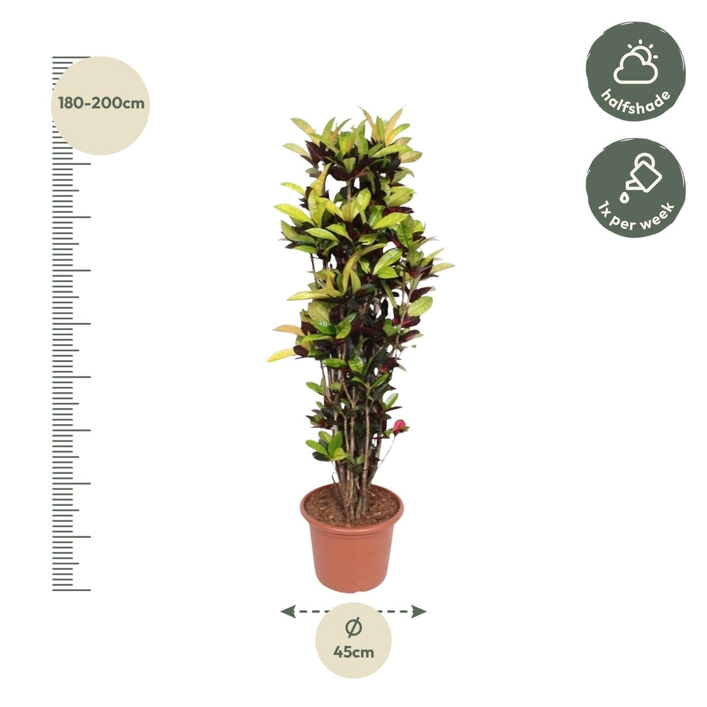Codiaeum Iceton (croton) 190 cm hoog, pot ø45 cm