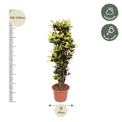 Codiaeum Iceton (croton) 190 cm hoog, pot ø45 cm