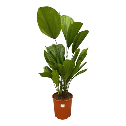 Licuala grandis 100 cm hoog, pot ø19 cm