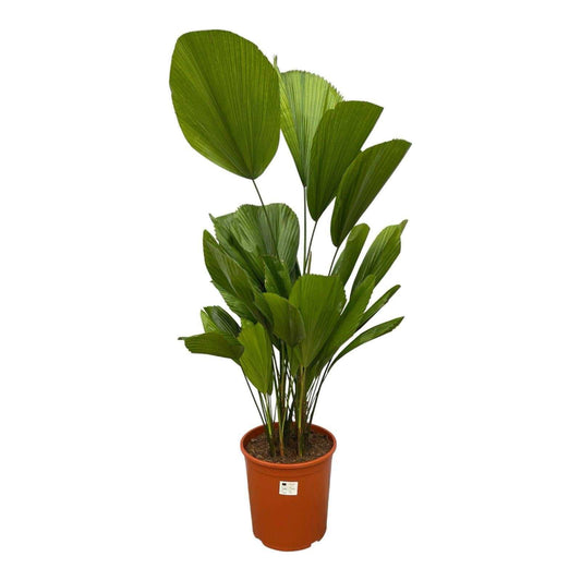 Een groene, tropische plant met brede, palmachtige bladeren in een oranje pot, geschikt voor binnenruimtes. Perfect als decoratieve plant voor woonkamer of kantoor.