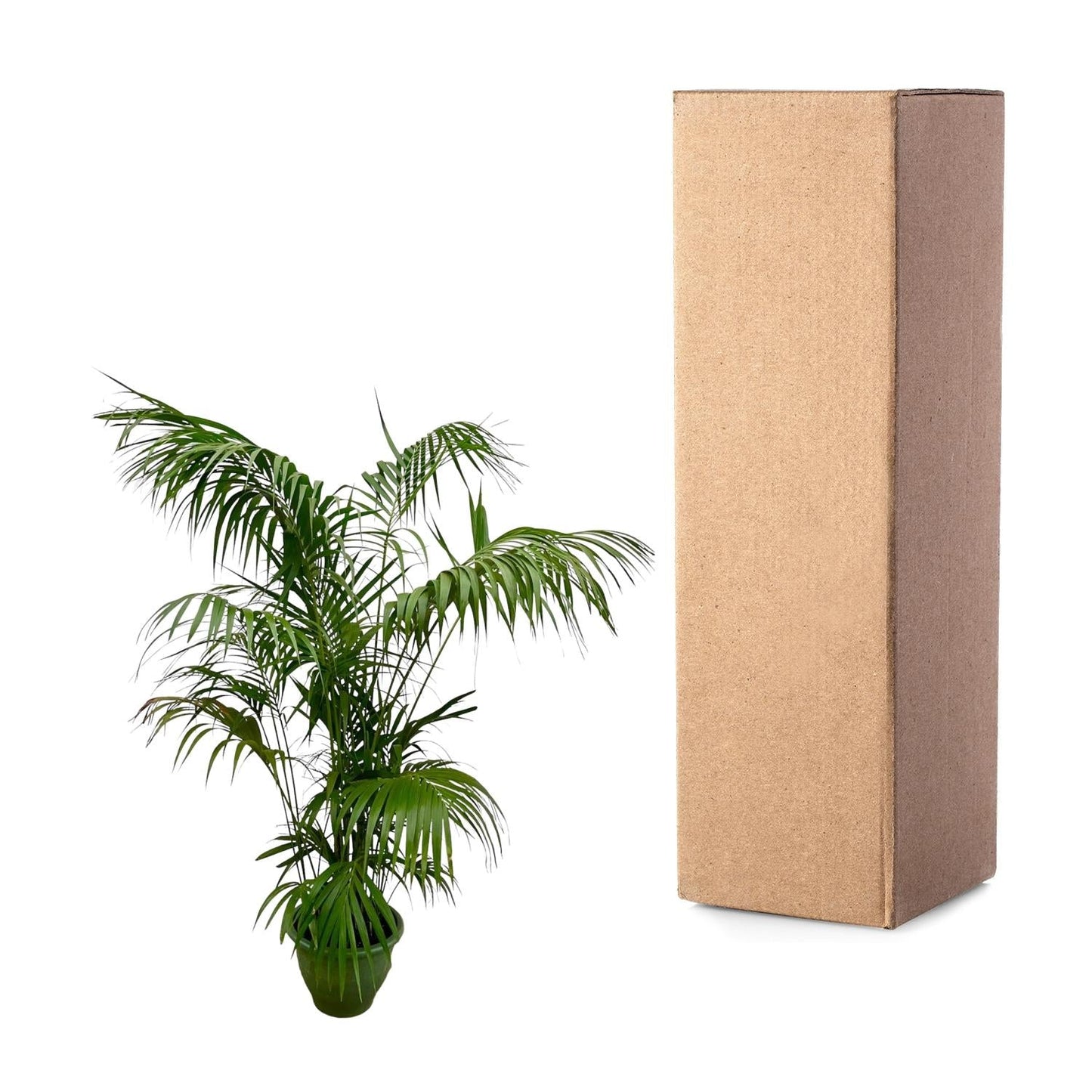 Kentia Palm 260cm - ø40