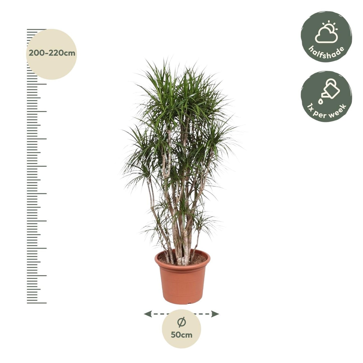 Dracaena marginata (drakenbloedboom) vertakt 220 cm hoog, pot ø40 cm