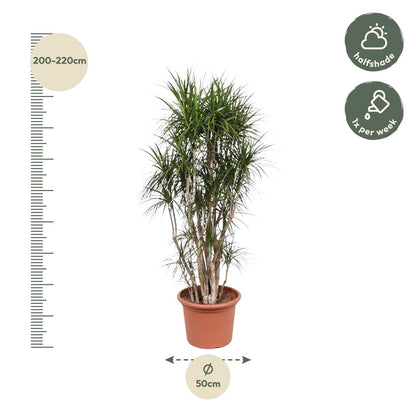 Dracaena marginata (drakenbloedboom) vertakt 220 cm hoog, pot ø40 cm