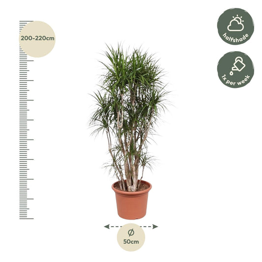 Een groene dracaena plant met lange, smalle bladeren staat in een terracotta pot op een lichte houten vloer. Perfect voor binnenruimtes als decoratieve plant of air purifier.