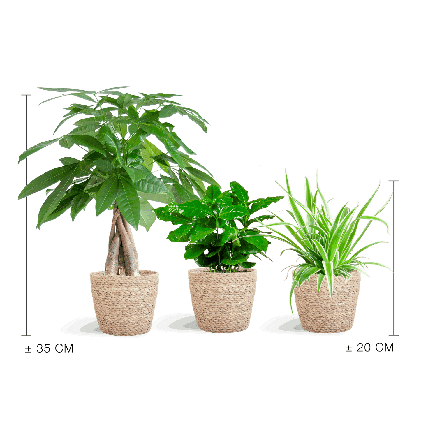 Comnox - Sofia mand - Diervriendelijke plantenbox set van 3