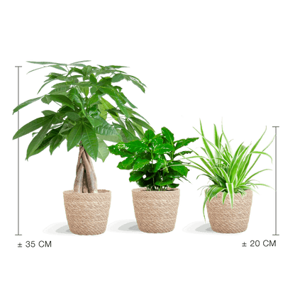 Comnox - Sofia mand - Diervriendelijke plantenbox set van 3
