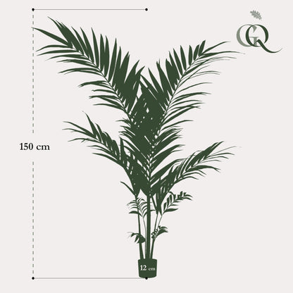 Kunstplant Kentiapalm (Howea forsteriana), 150 cm hoog