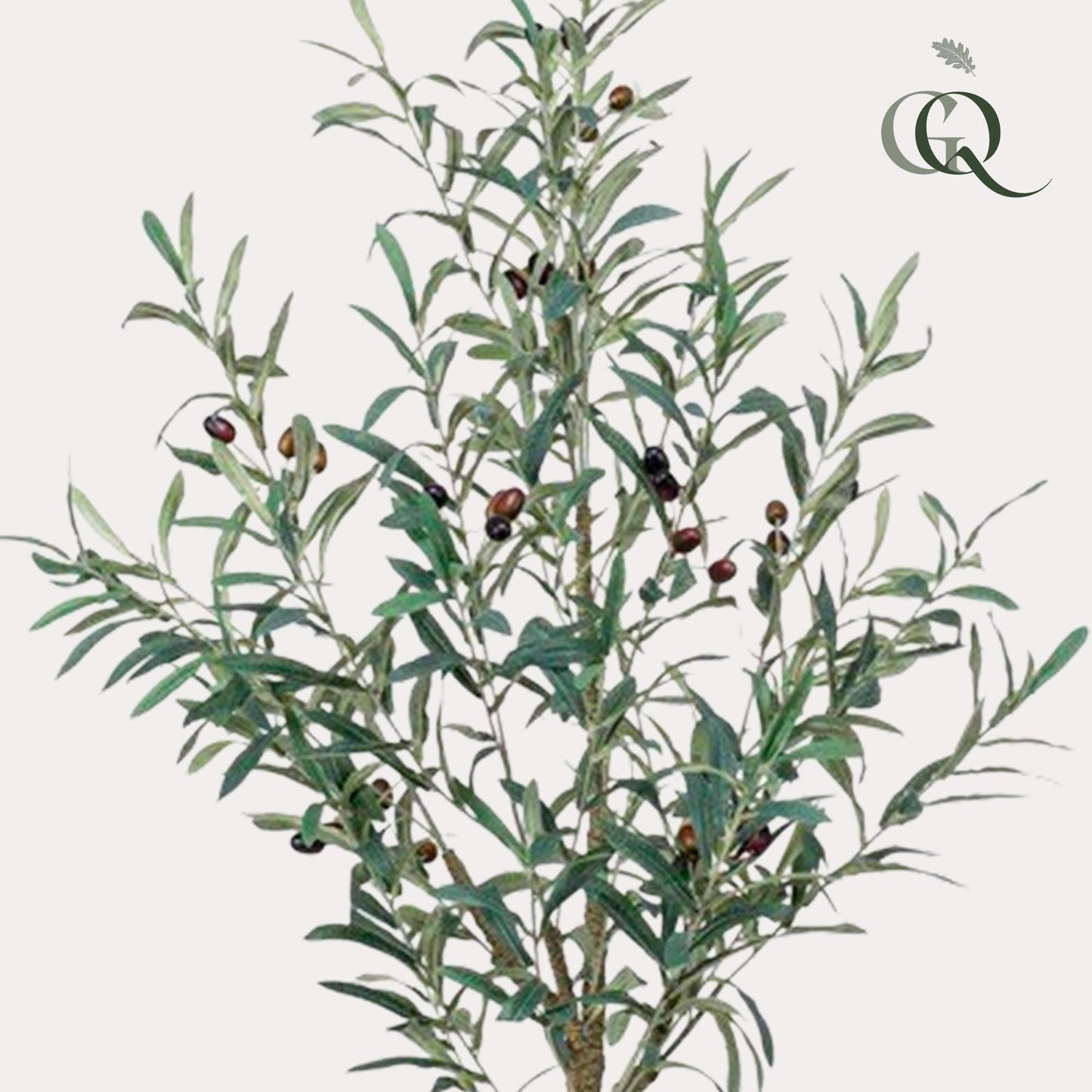 Kunst olijfboom (Olea europaea), 115 cm hoog