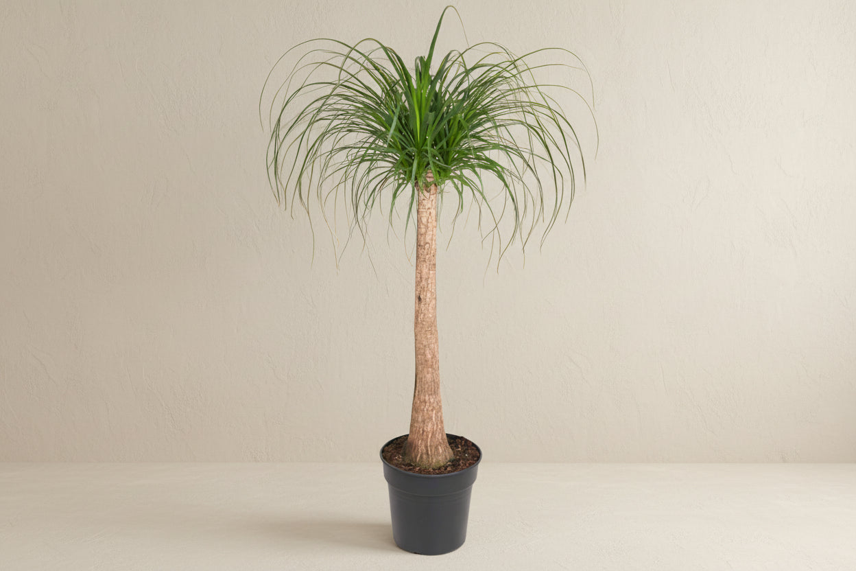 Beaucarnea (olifantsvoet) stam 120 cm hoog, pot ø32 cm
