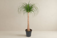 Beaucarnea (olifantsvoet) stam 120 cm hoog, pot ø32 cm