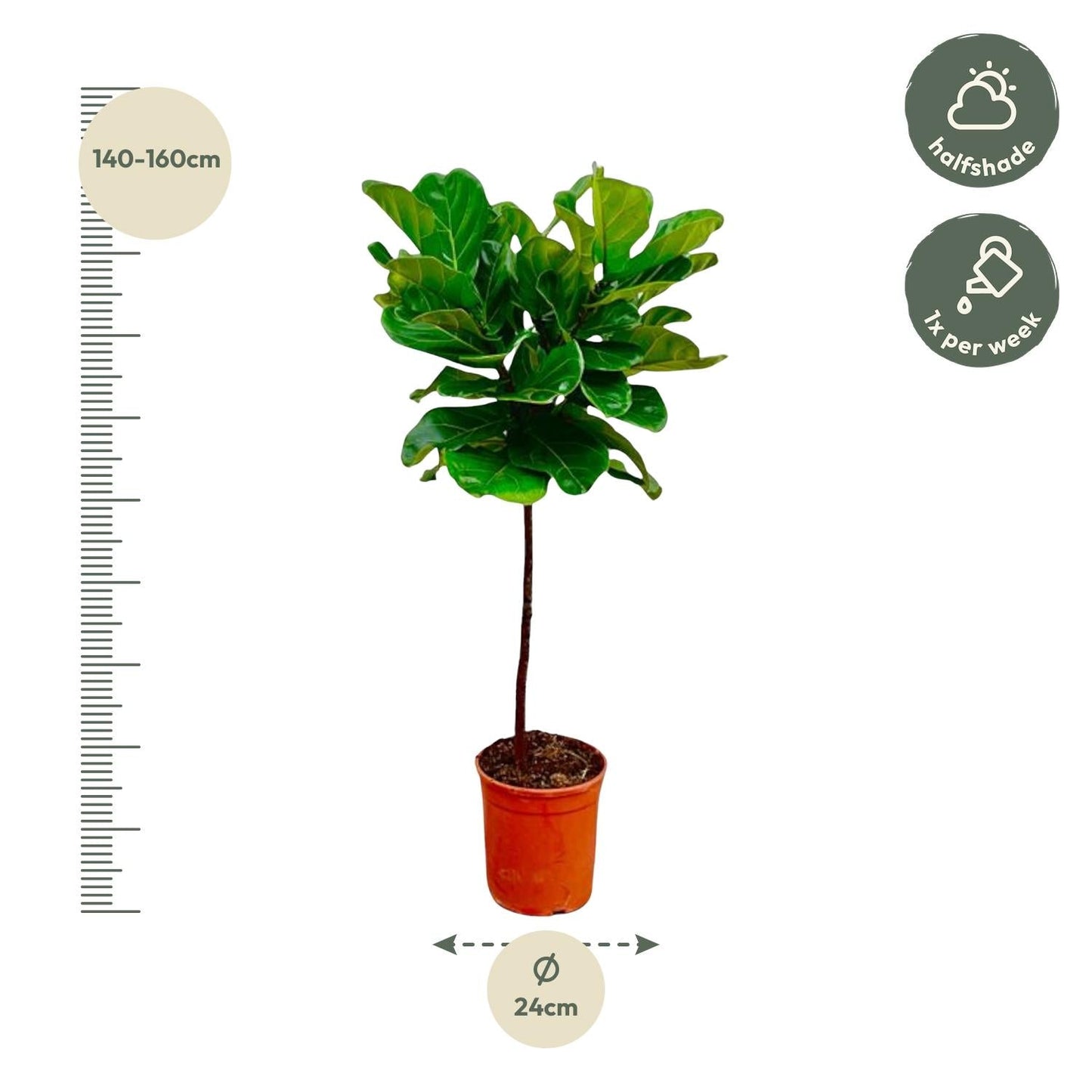 Ficus lyrata (vioolblad ficus) stam 130 cm hoog, pot ø24 cm