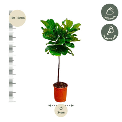 Ficus lyrata (vioolblad ficus) stam 130 cm hoog, pot ø24 cm