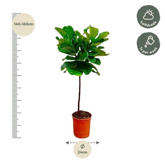 Een groene fiddle-leaf fig in een oranje pot, met glanzende bladeren en een dunne stam, geschikt als decoratieve binnenplant voor woonruimtes of kantoren.