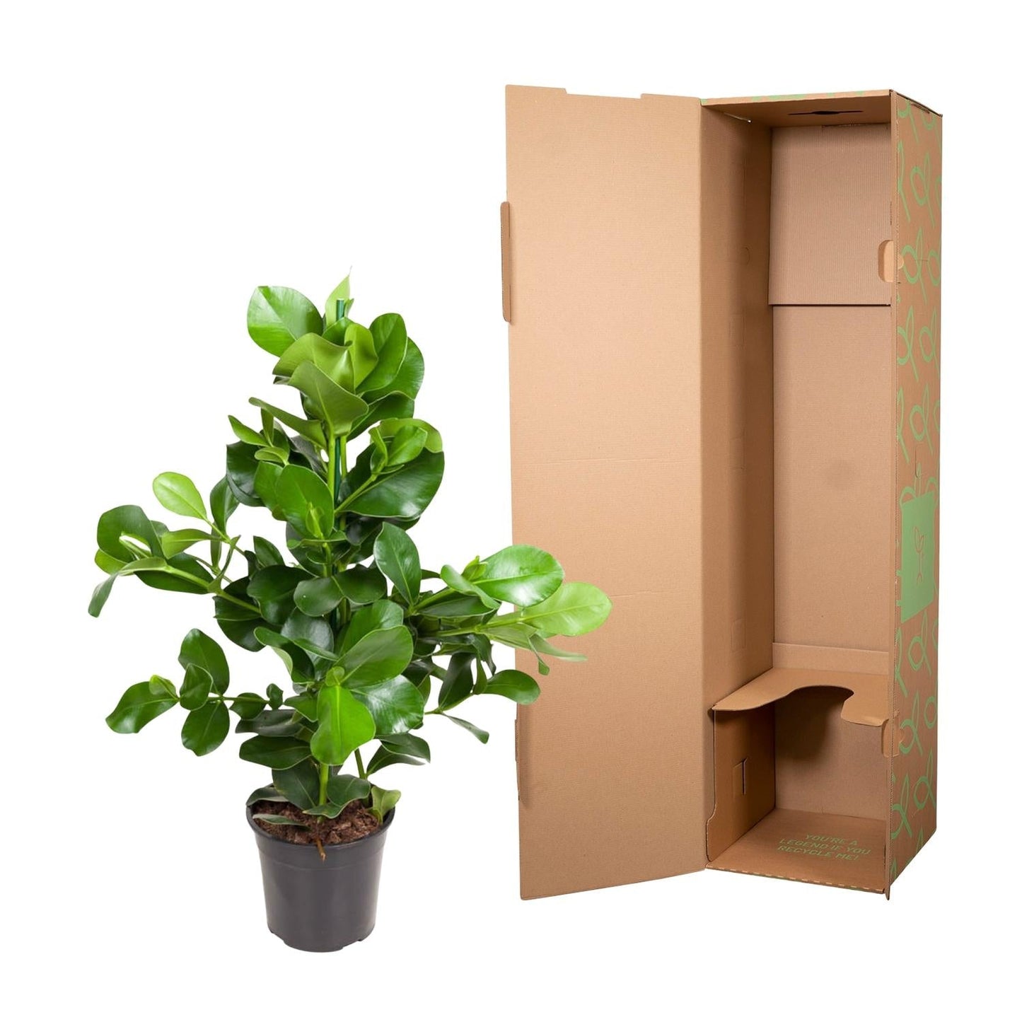 Clusia rosea (handtekeningplant) 110 cm hoog, pot ø24 cm