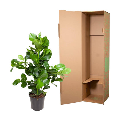 Clusia rosea (handtekeningplant) 110 cm hoog, pot ø24 cm