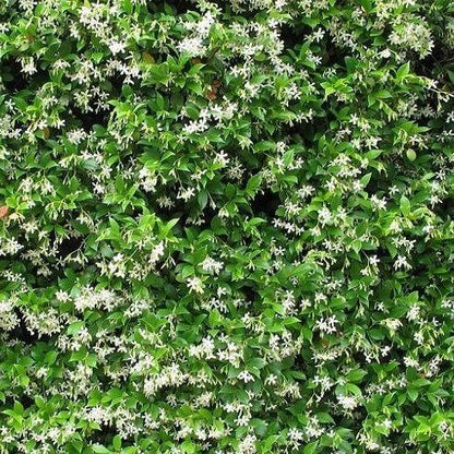 Trachelospermum jasminoides - Sterjasmijn - Pakket van 10