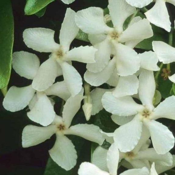 Trachelospermum jasminoides - Sterjasmijn - Pakket van 10