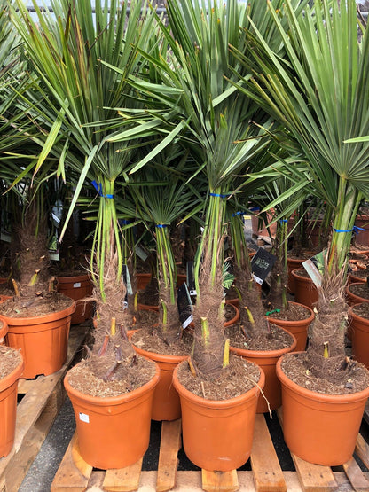 Trachycarpus fortunei - Chinese waaierpalm 80-100cm
