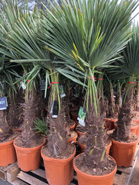 Trachycarpus Fortunei - Chinese Waaierpalm 120-140cm