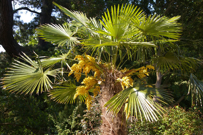 Trachycarpus fortunei - Chinese Henneppalm