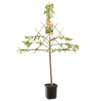 Prunus armeniaca Tros Oranje - Abrikoos leivorm
