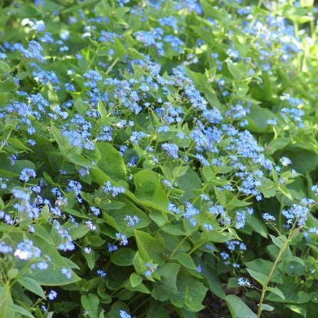 Brunnera macrophylla - Vergeet-me-nietje