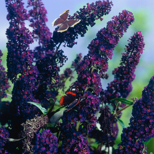Violette buddleia bloemen met opvallende vlinders, perfect voor tuinieren en insecten. Prachtige purperen bloemtrossen met natuurlijke achtergrond, ideaal voor tuinversiering en biodiversiteit.