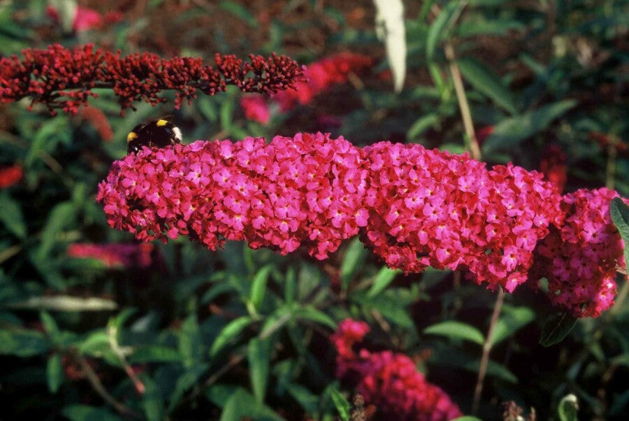 Buddleja 'Red Chip' - Dwergvlinderstruik rood