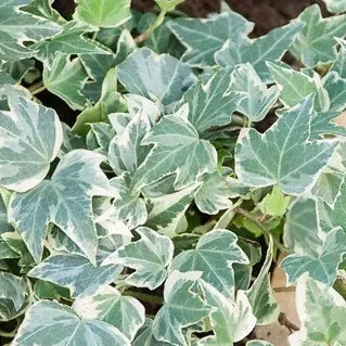 Groene, verticaal getrimde klimplanten in zwarte potten, met blauw-groene decoratieve labels, geschikt voor binnen- en buitenruimtes. Perfect voor decoratieve tuin- of interieurstijl.