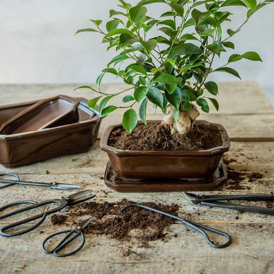 Zwarte metalen wortelklem voor precisie bij het planten van bonsai. Geschikt voor het zorgvuldig verplaatsen van wortels zonder schade, ideaal voor tuinieren en plantenverzorging.