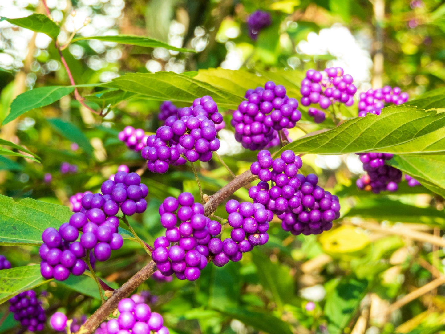 Callicarpa Dichotoma ‘Issai’ - Beautyberry